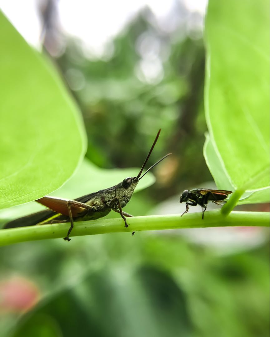 Communication Between Insects