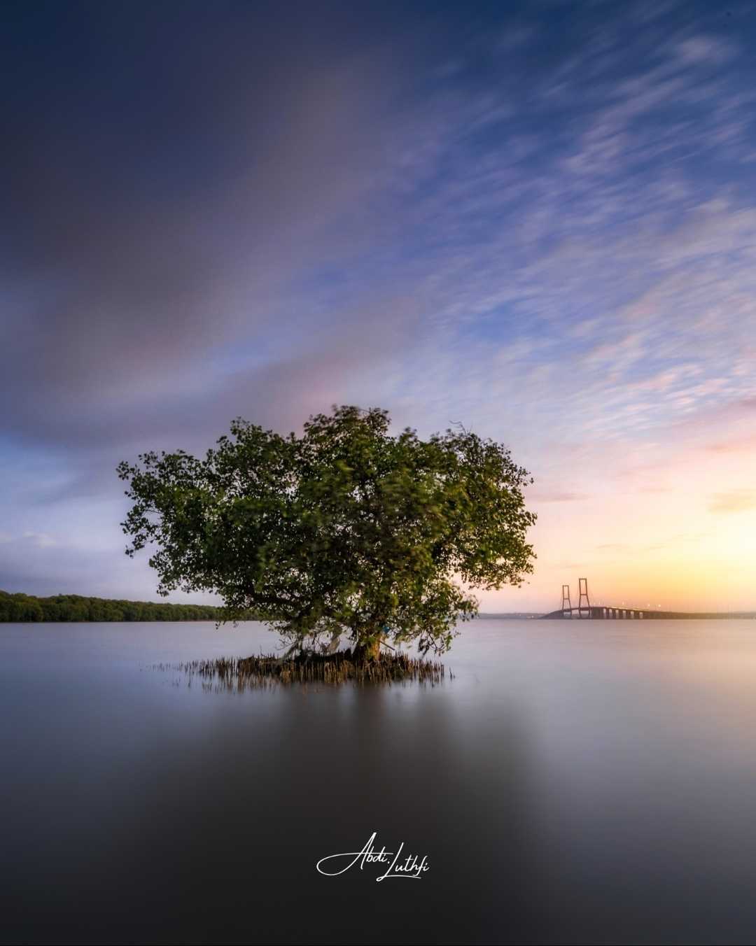 Suramadu's Lonely Tree
