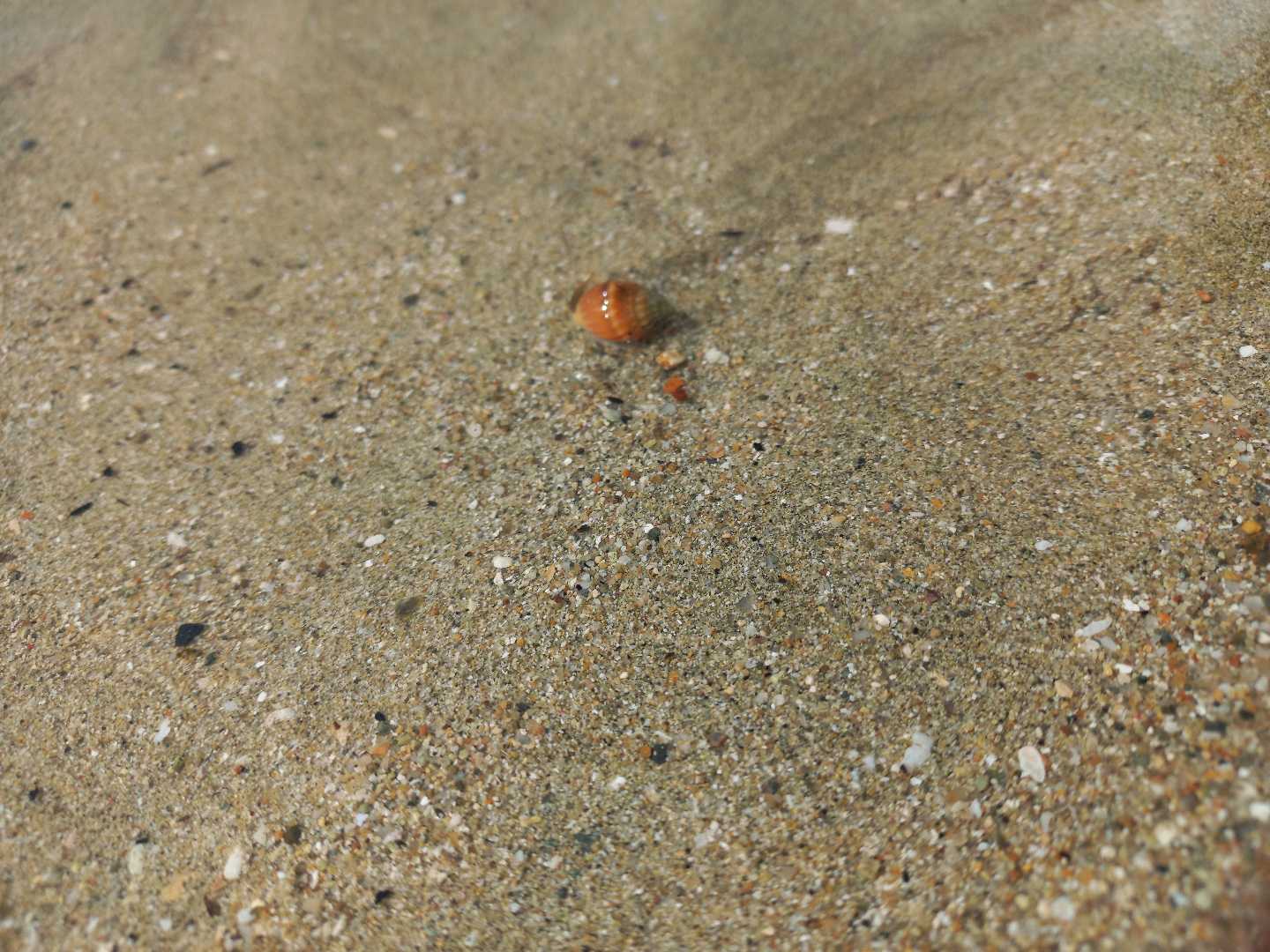 🐚Tiny Shell🐚