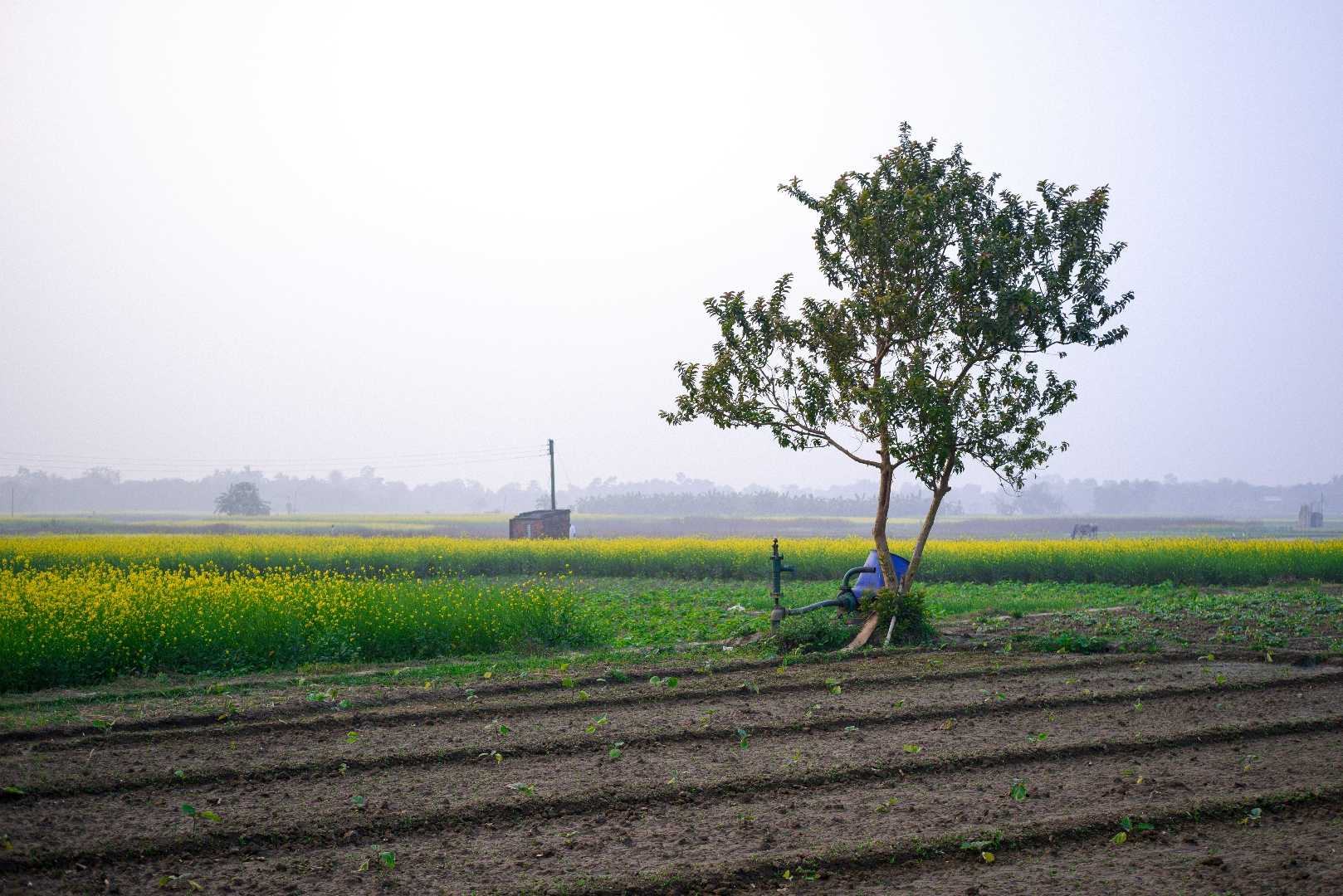 Mustard Field 