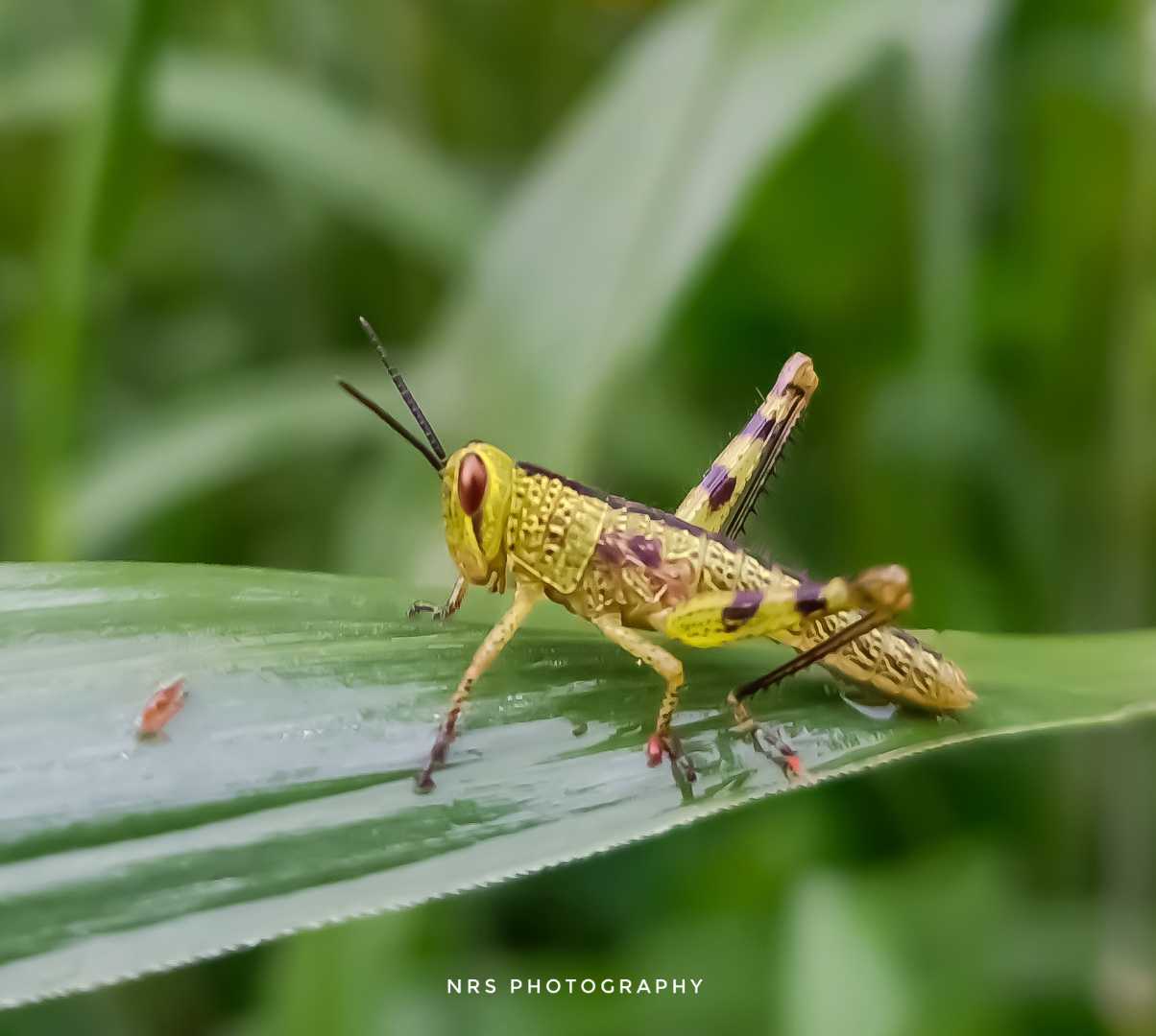 Belalang Kayu 
