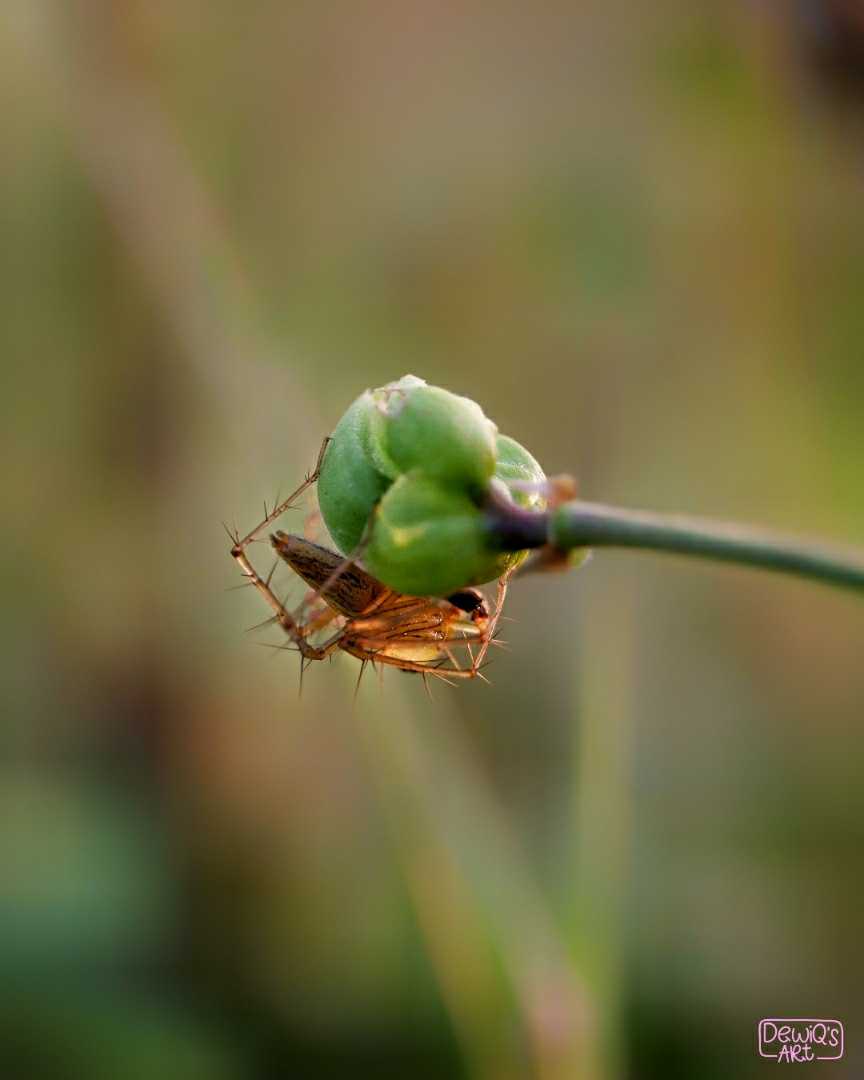 Shy Lynx spider