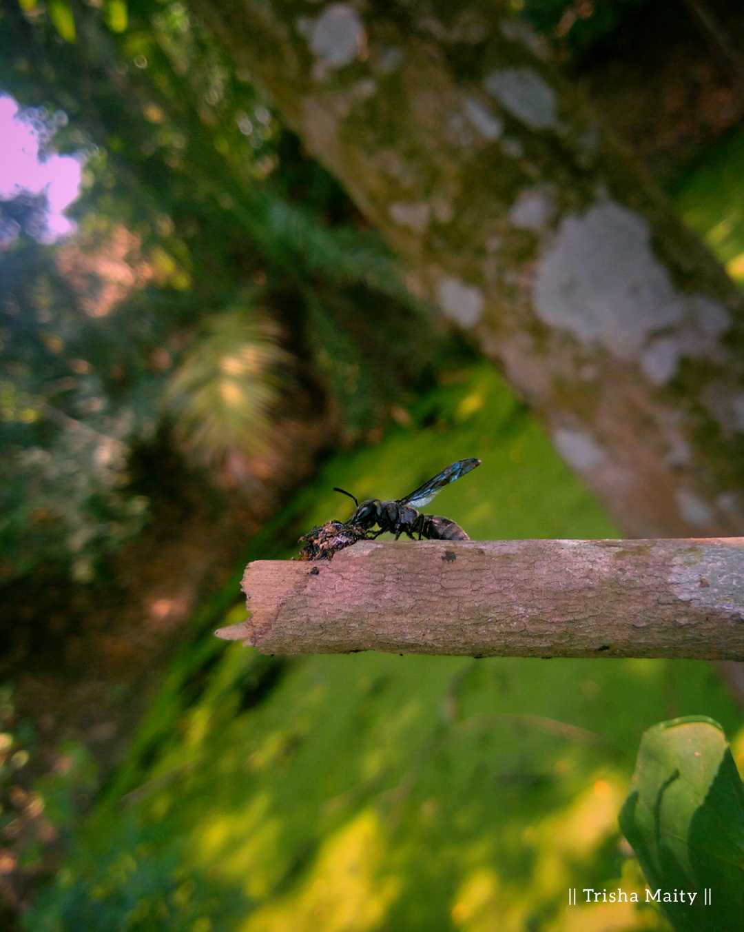 || EUROPEAN DARK BEE ||