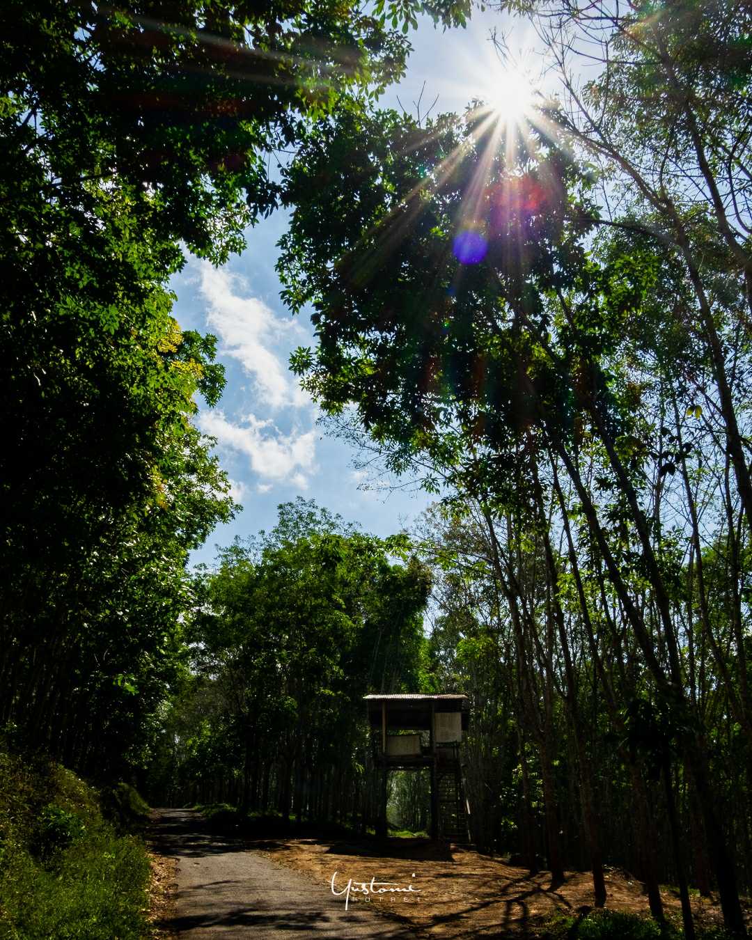 hutan karet