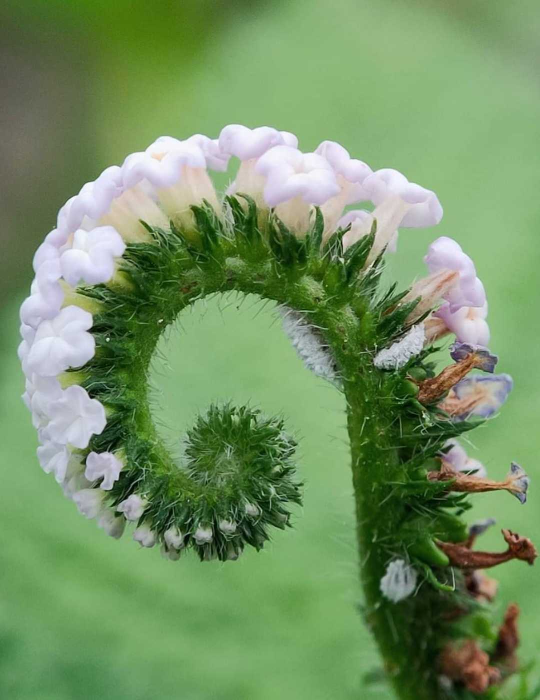 INDIAN HELIOTROPE