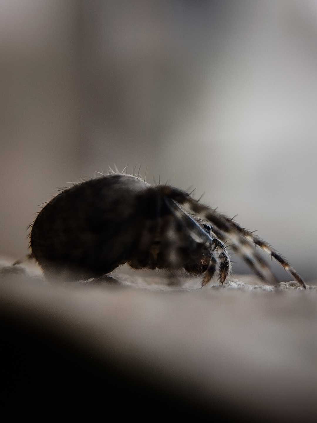 Orb weaver 💀