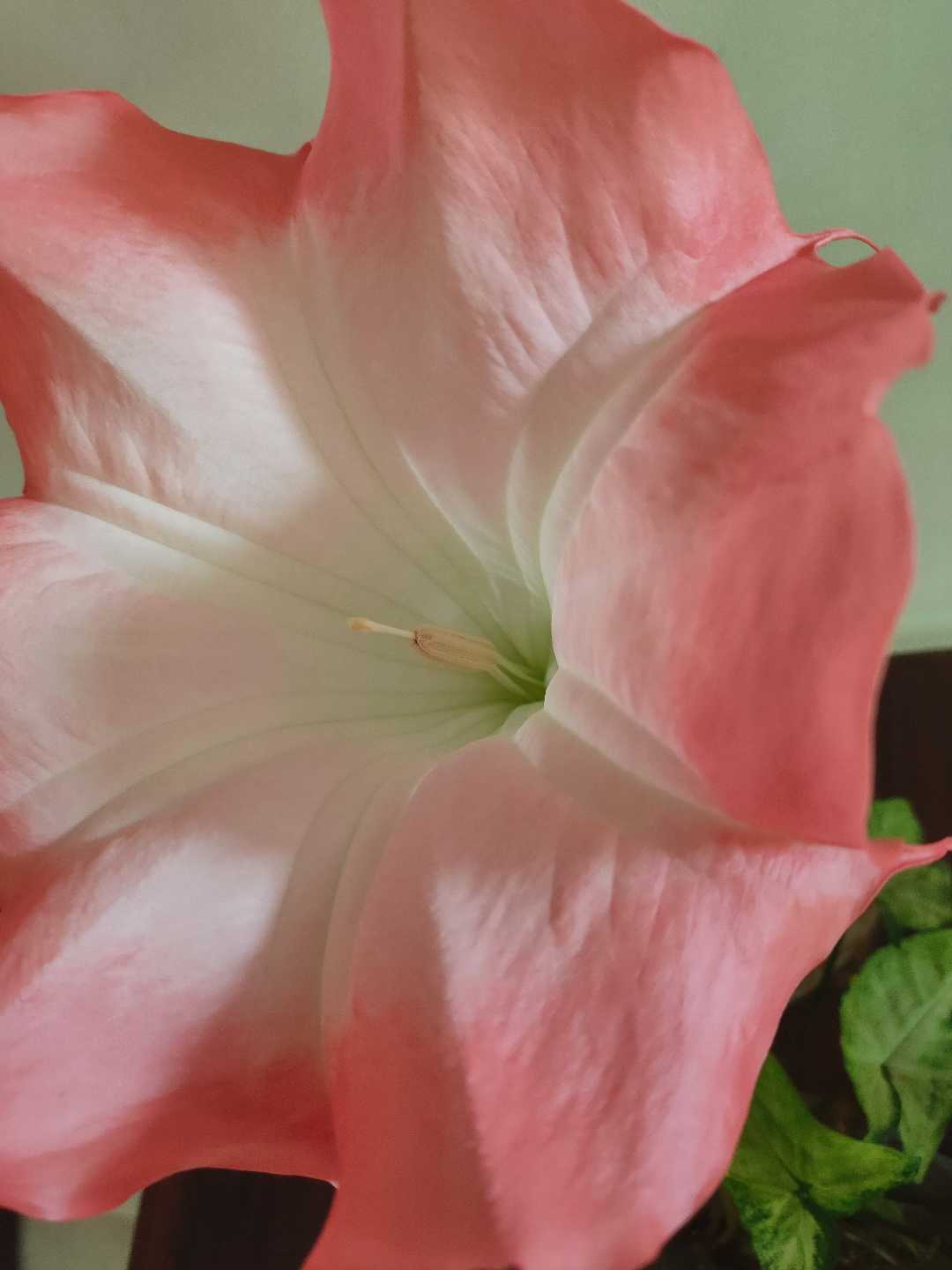 🌺