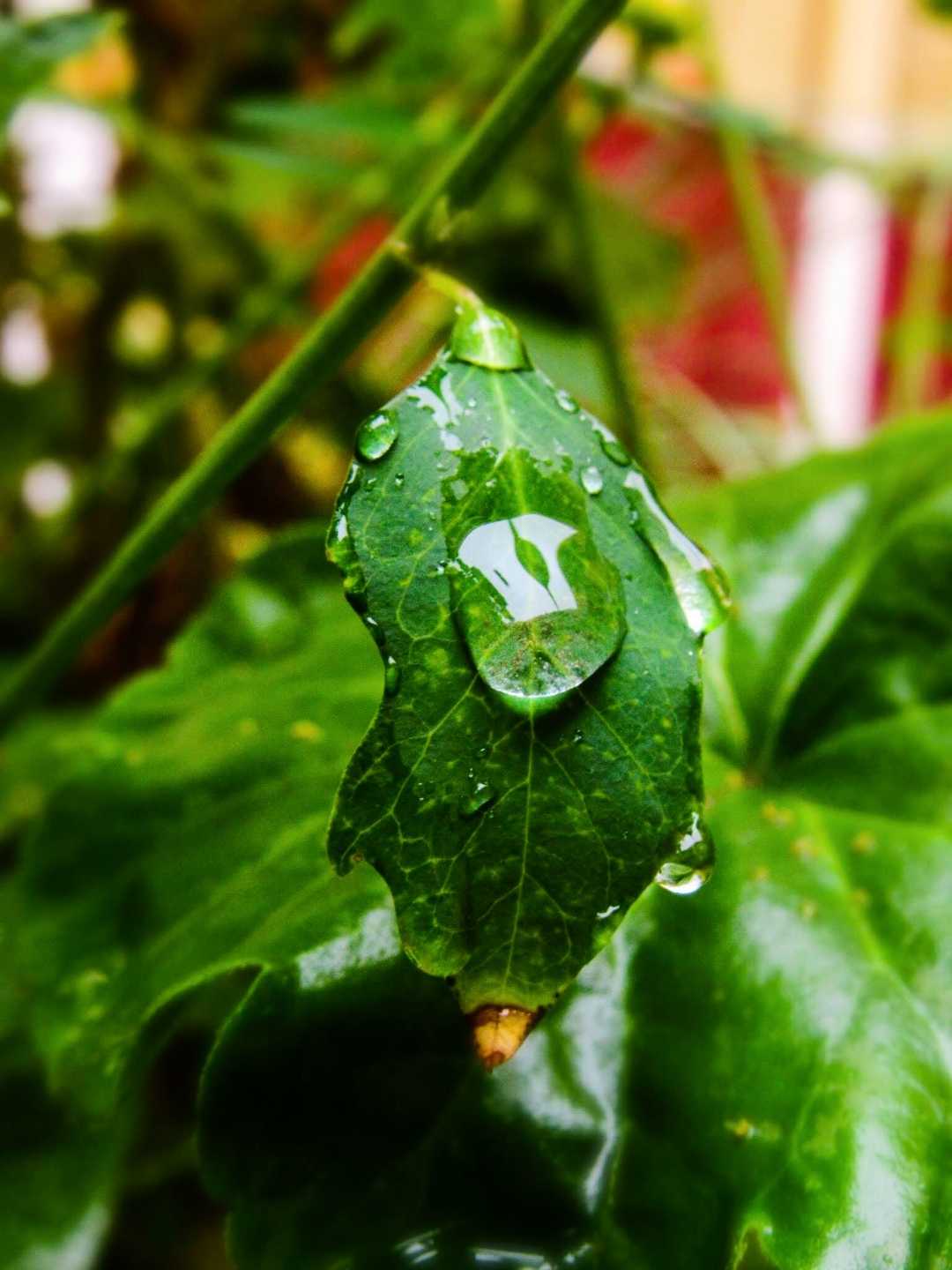 Macro