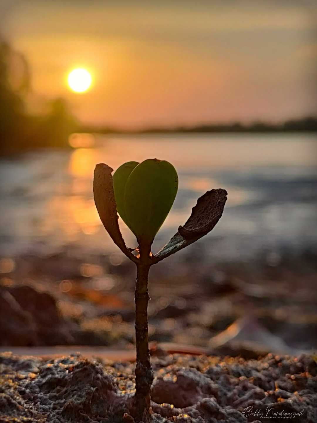 Bibit Tengar di Sungai carang