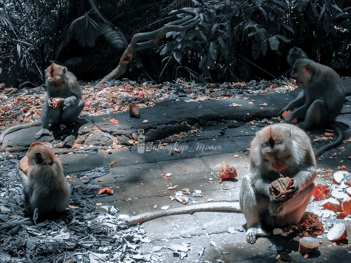 the monkeys