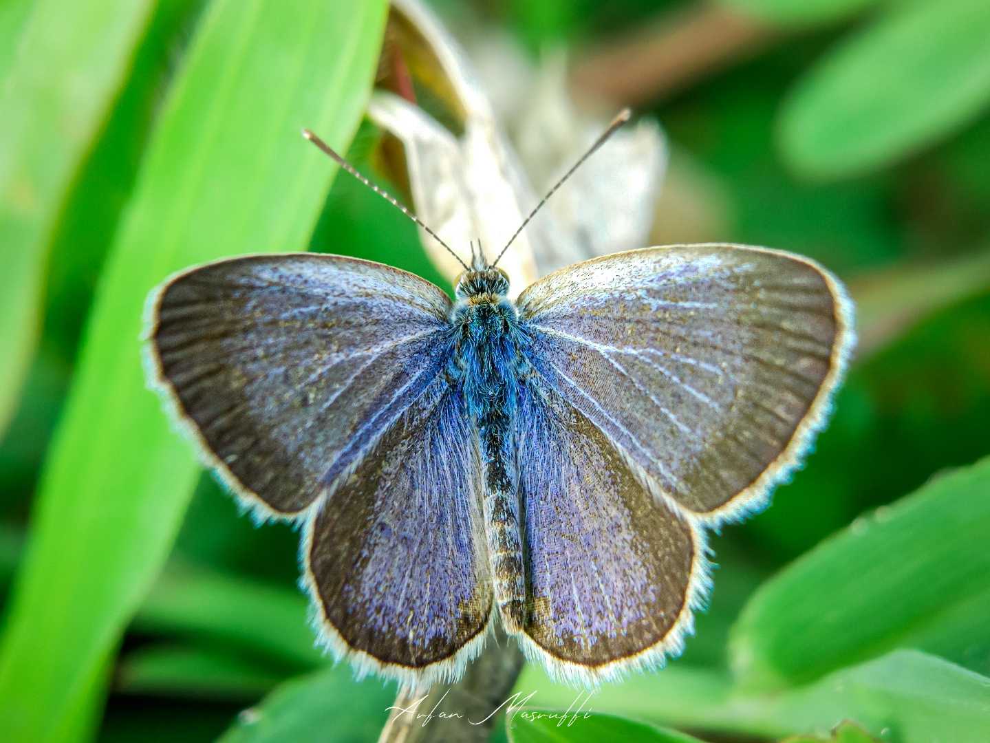 Zizeeria knysna