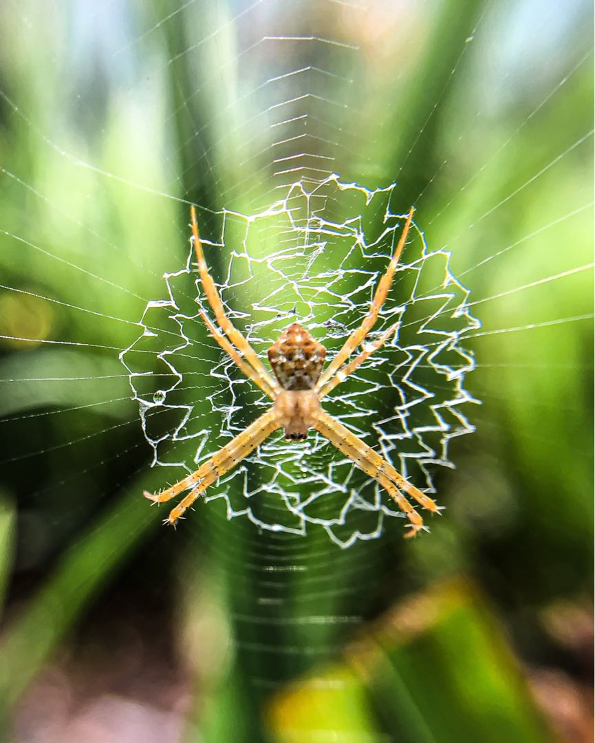 Argiope beauty 