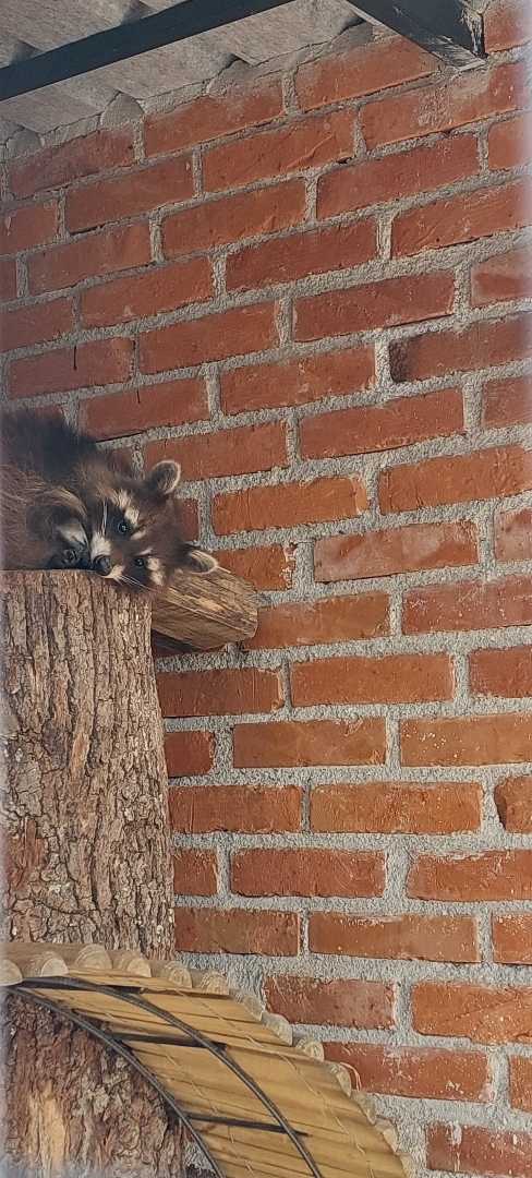 Ranč "Aris"🦝