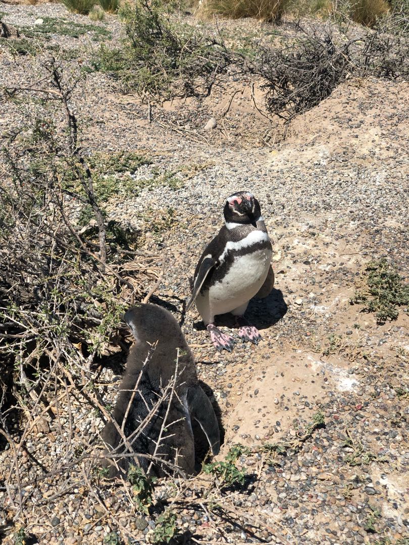 la pinguinera en chubut