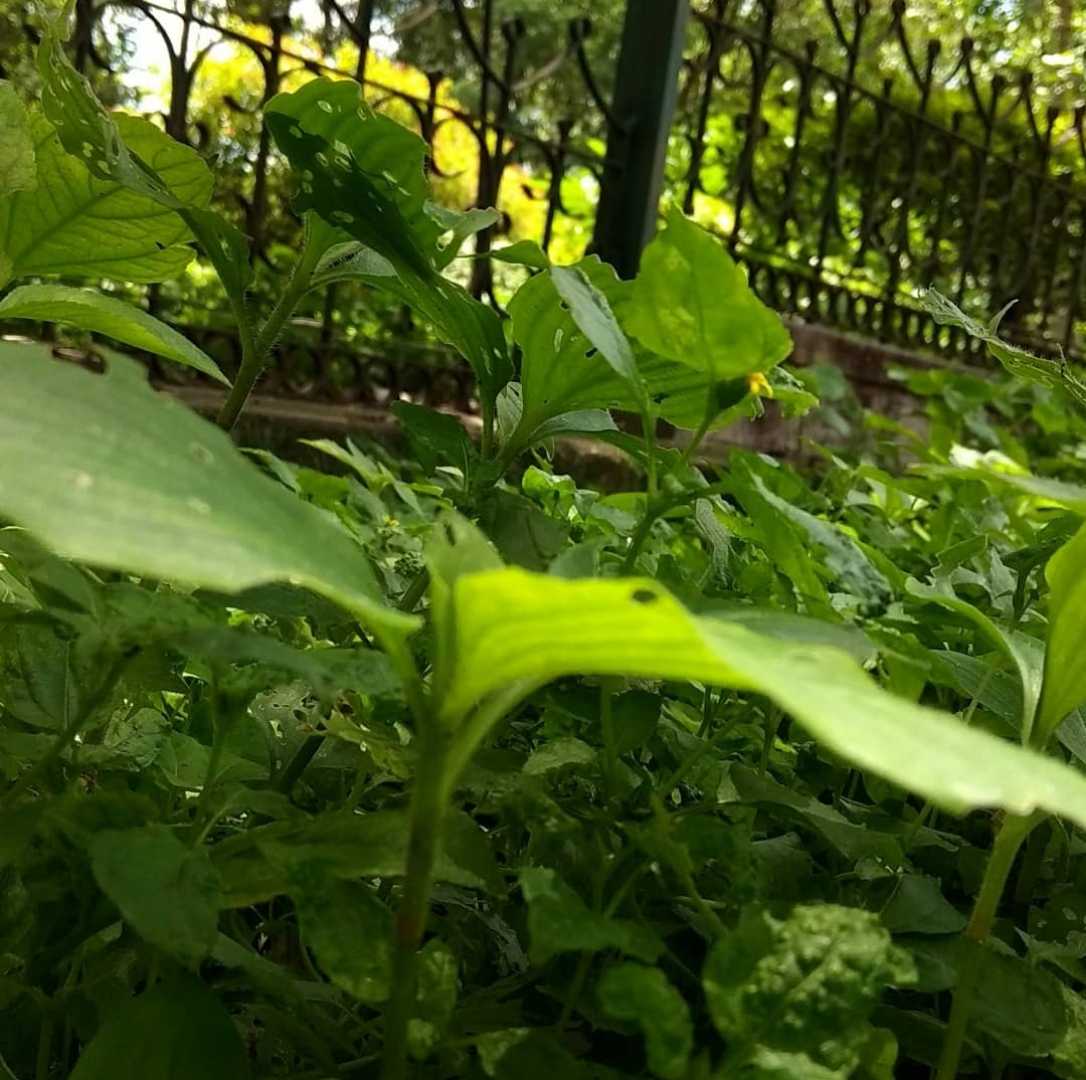 grow them 