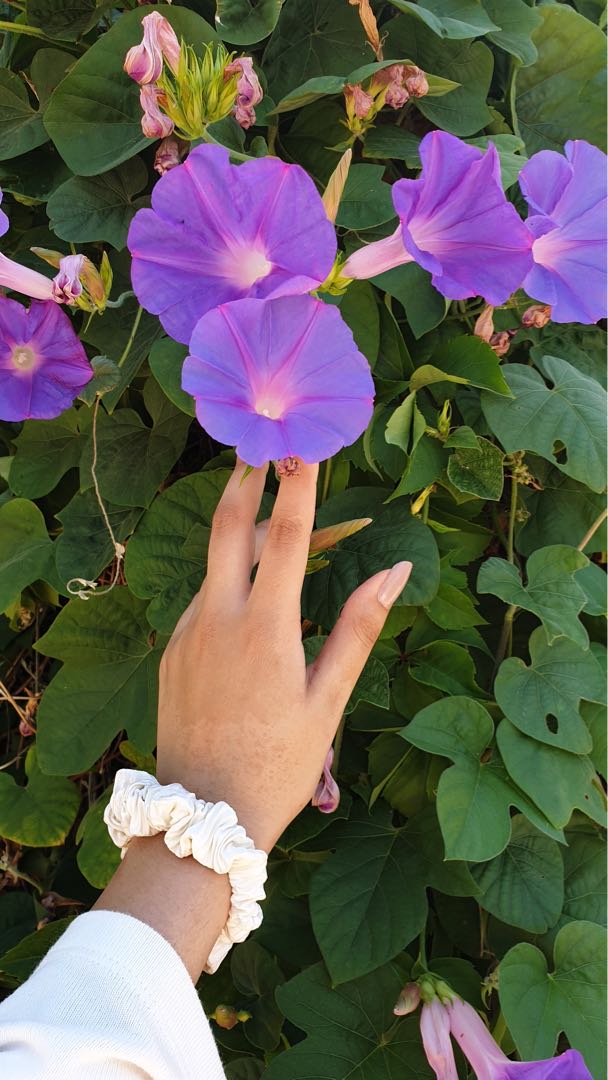 lilac