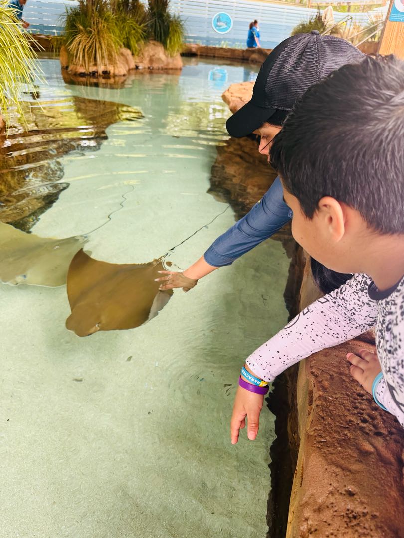Stingrays 👀😮‍💨
