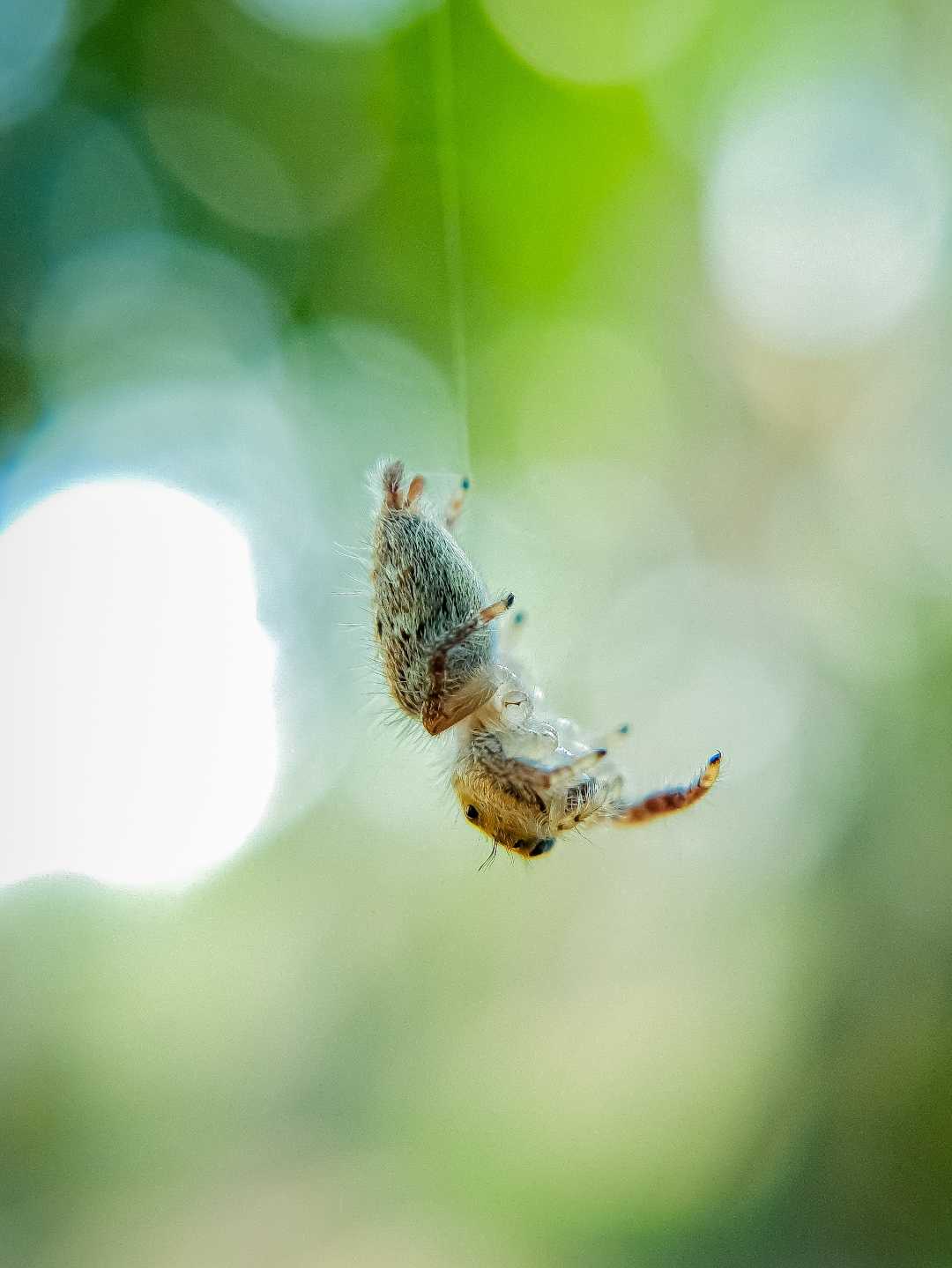 Hyllus Semicupreus.