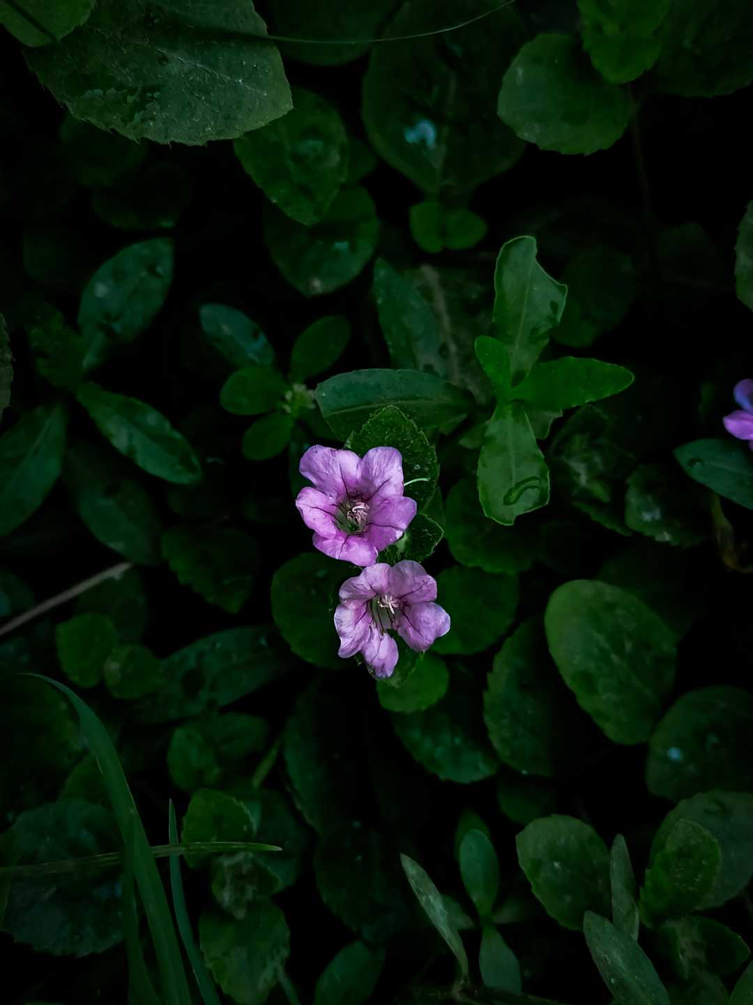 macro | Flower |