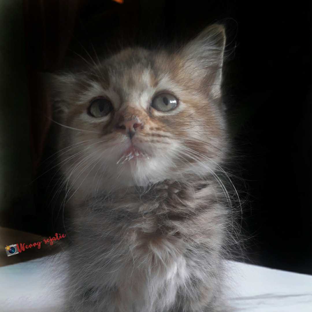 kitten