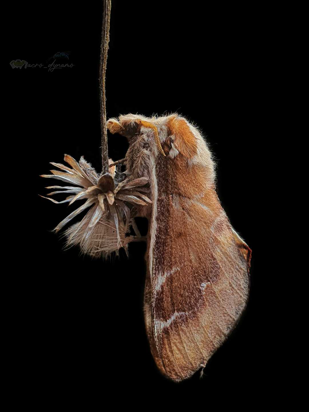 Lappet moth 