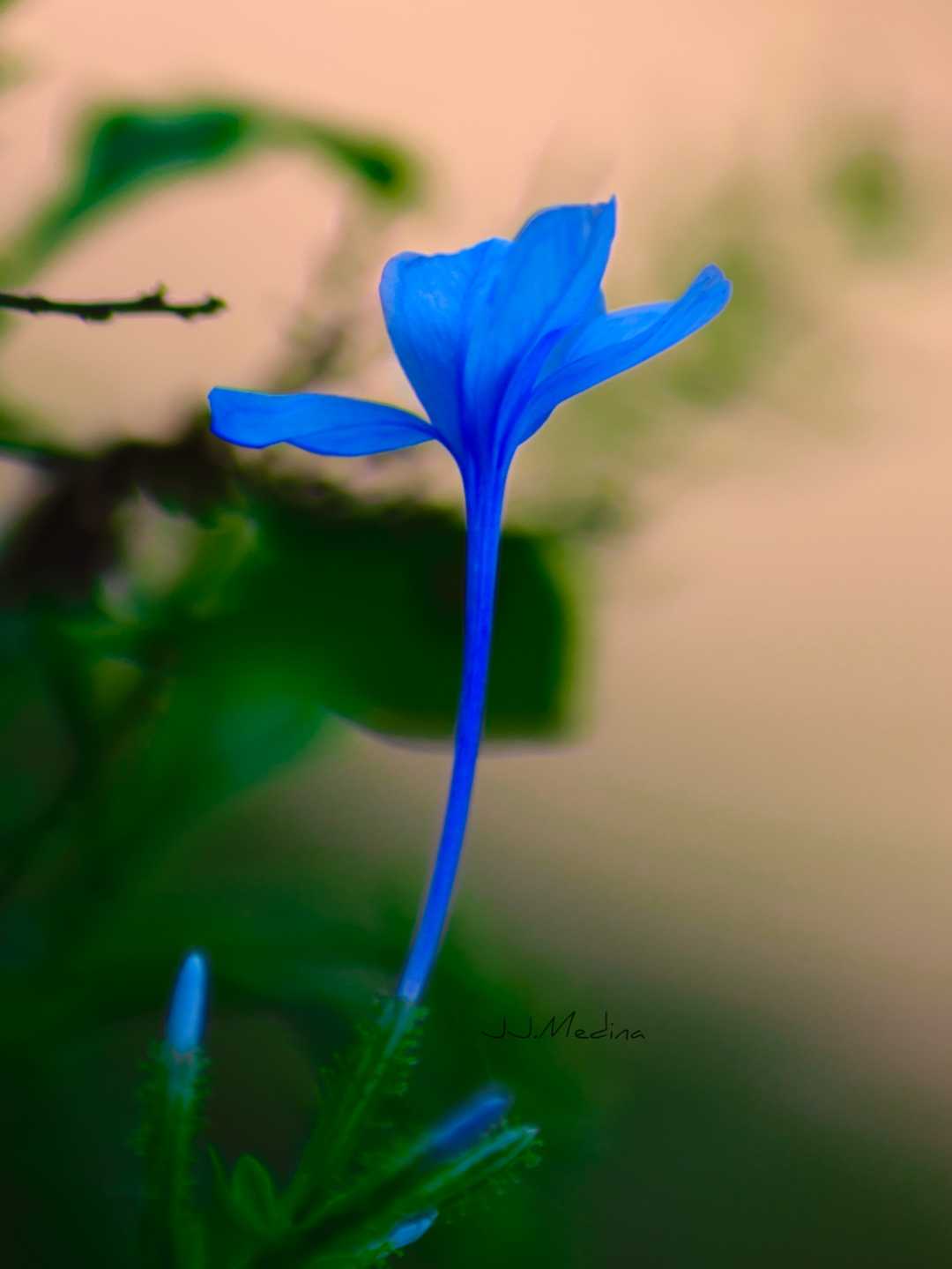 La flor que tengo para ti 