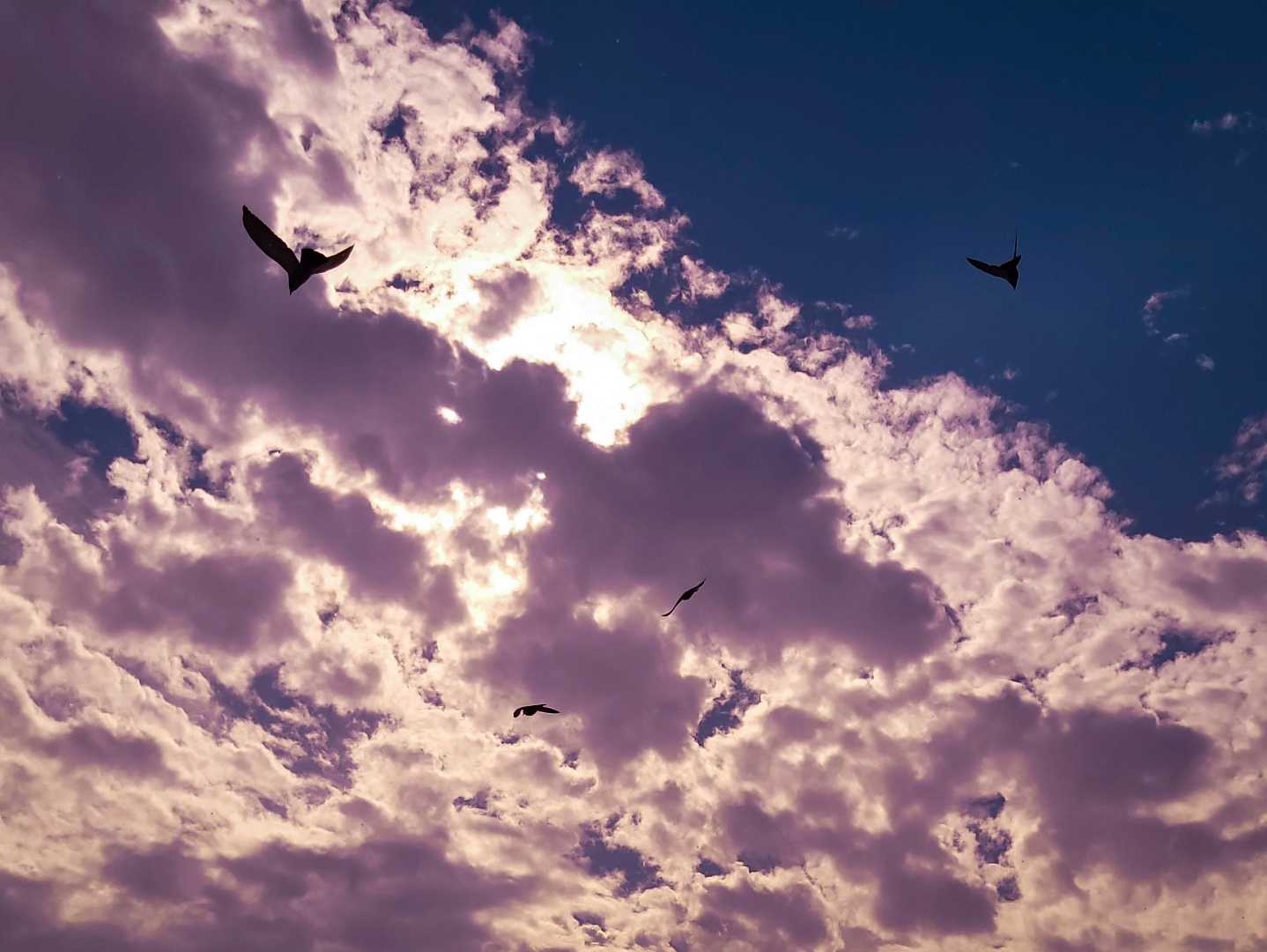 FLY HIGH