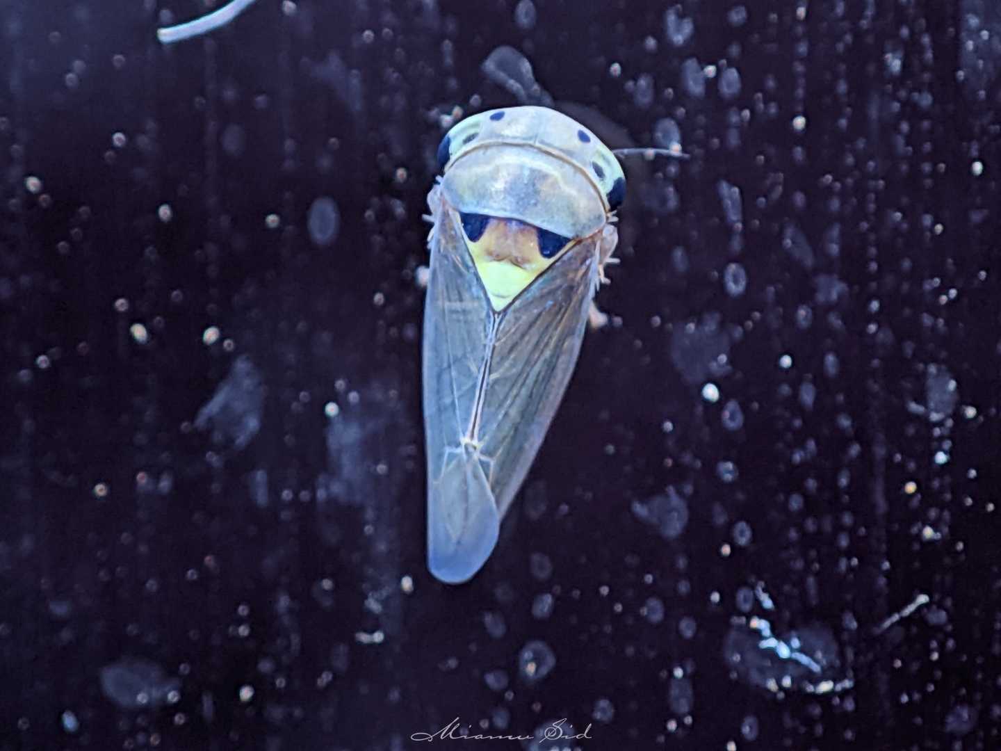 Idiocerus