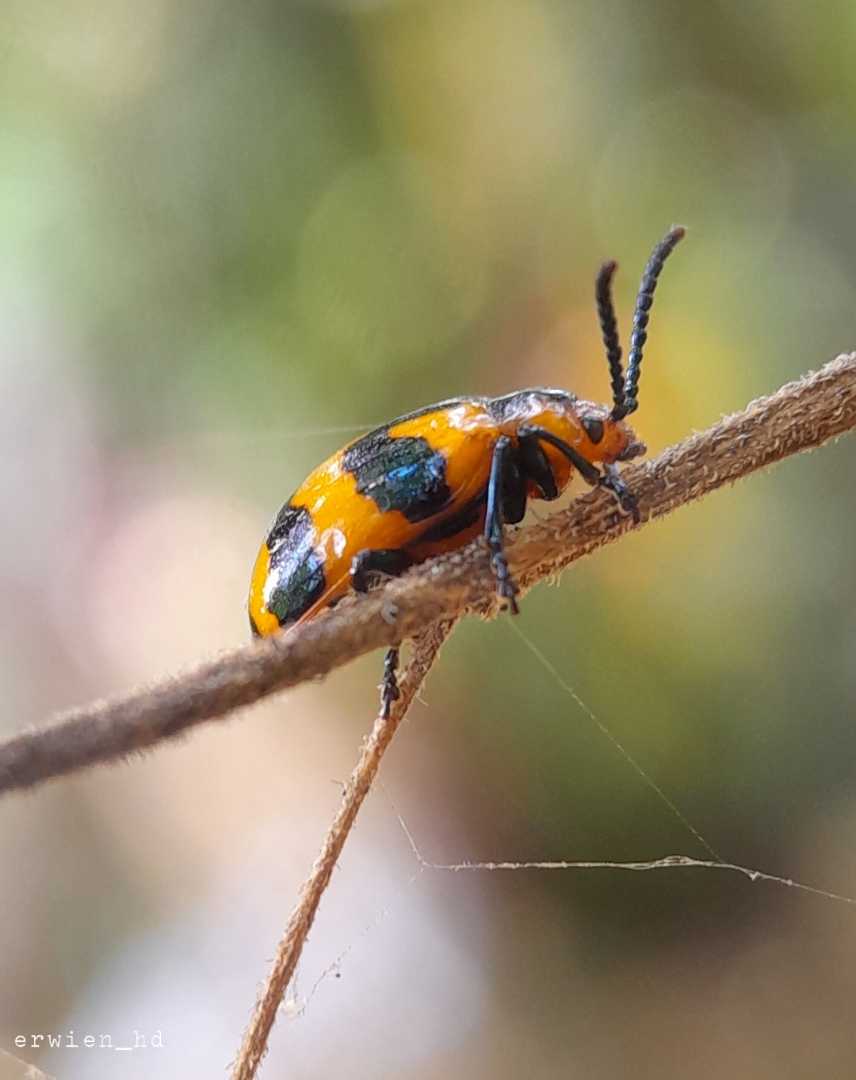 Chrysomelidae