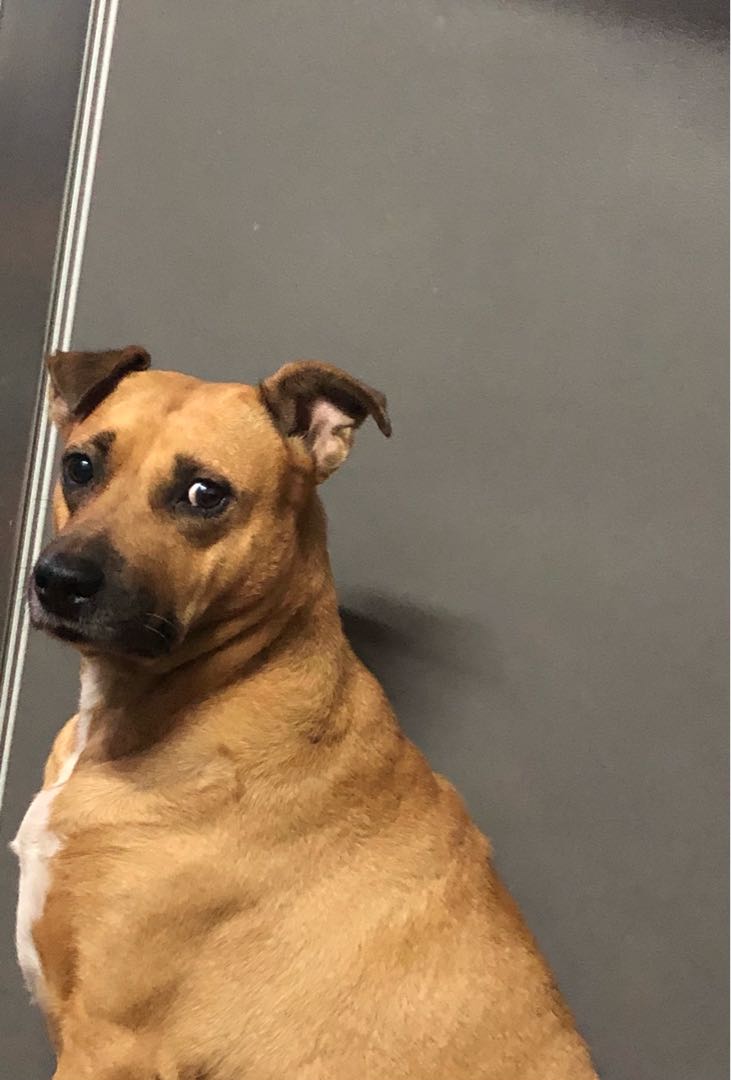 Maya 