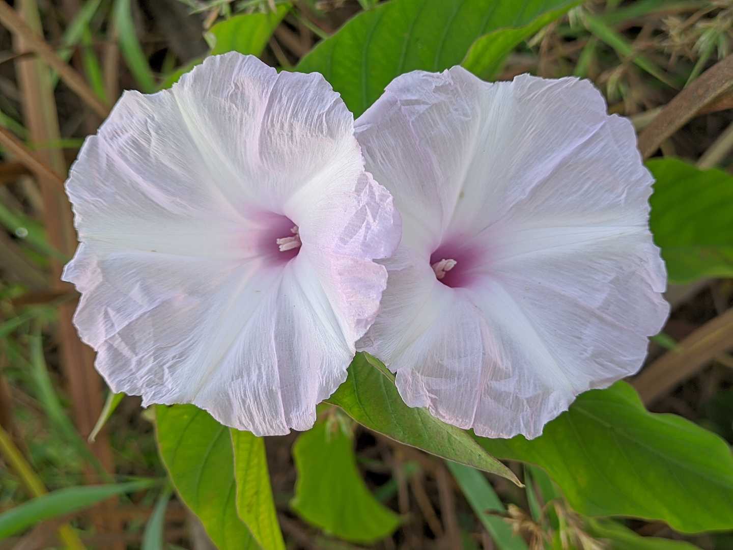 Ipomoea pandurata 