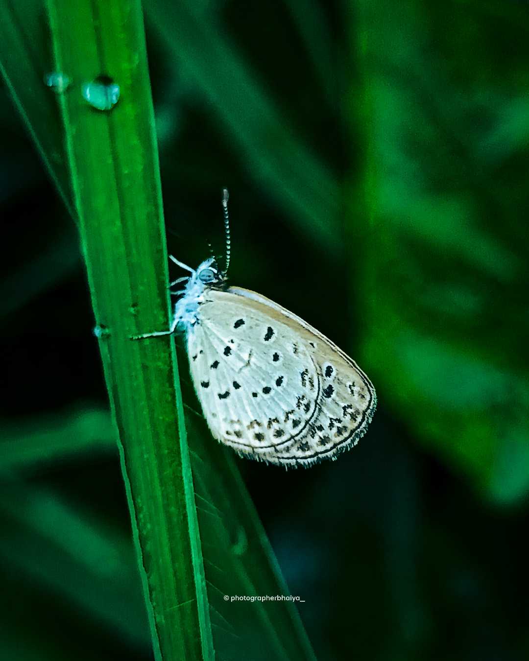 Micro photography 