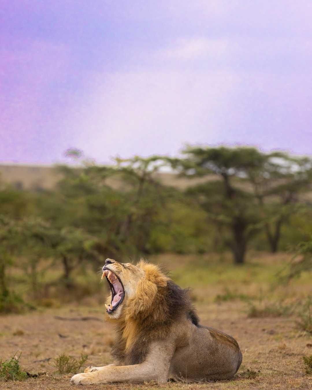 Nature's Yawn:A Majestic Lion welcomes the Sunset's Serenade