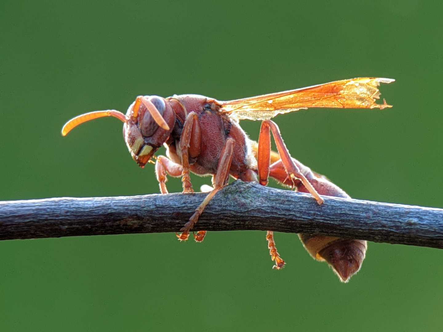 wasp
