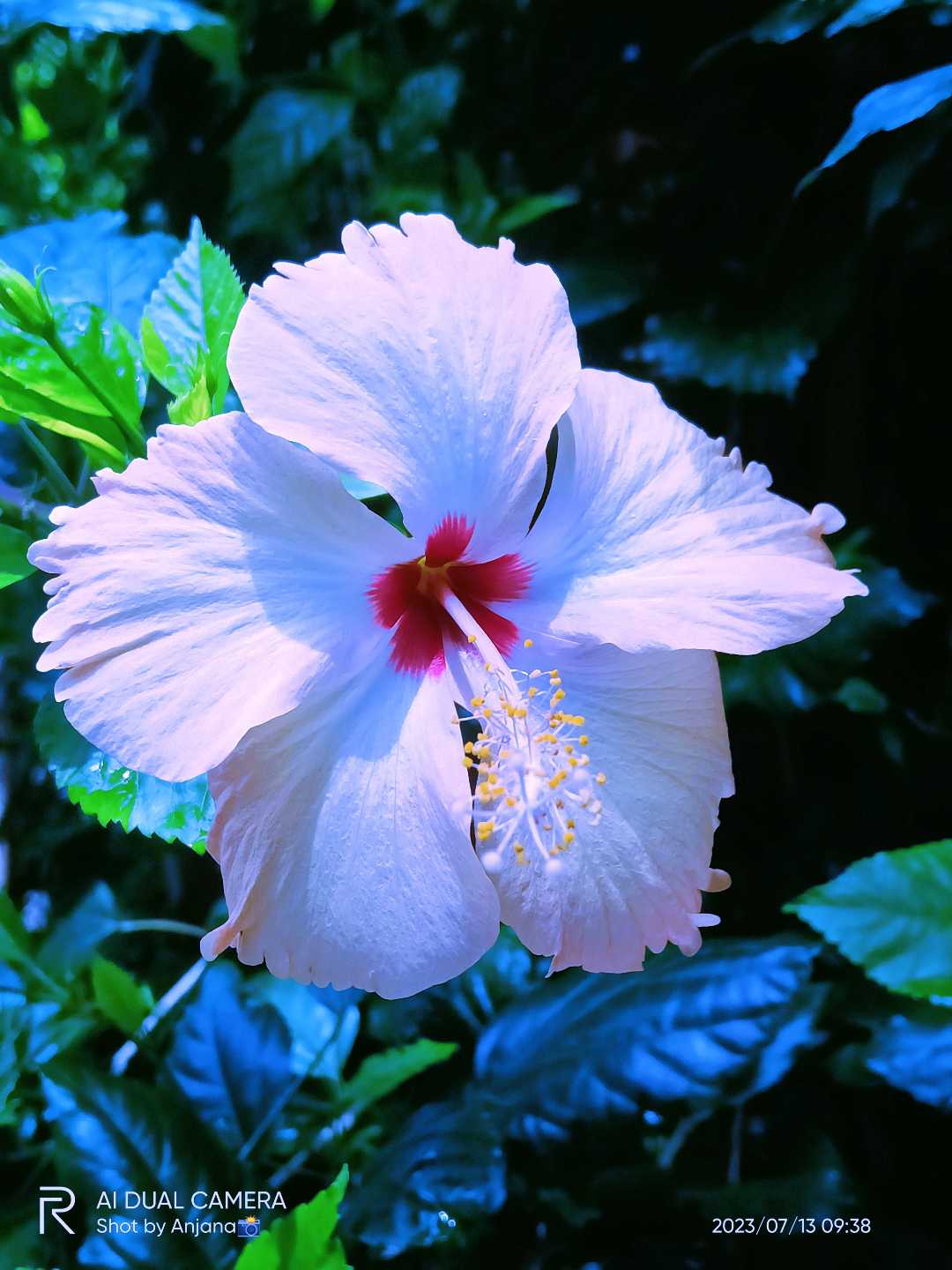 white 🤍 Hibiscus 🌺