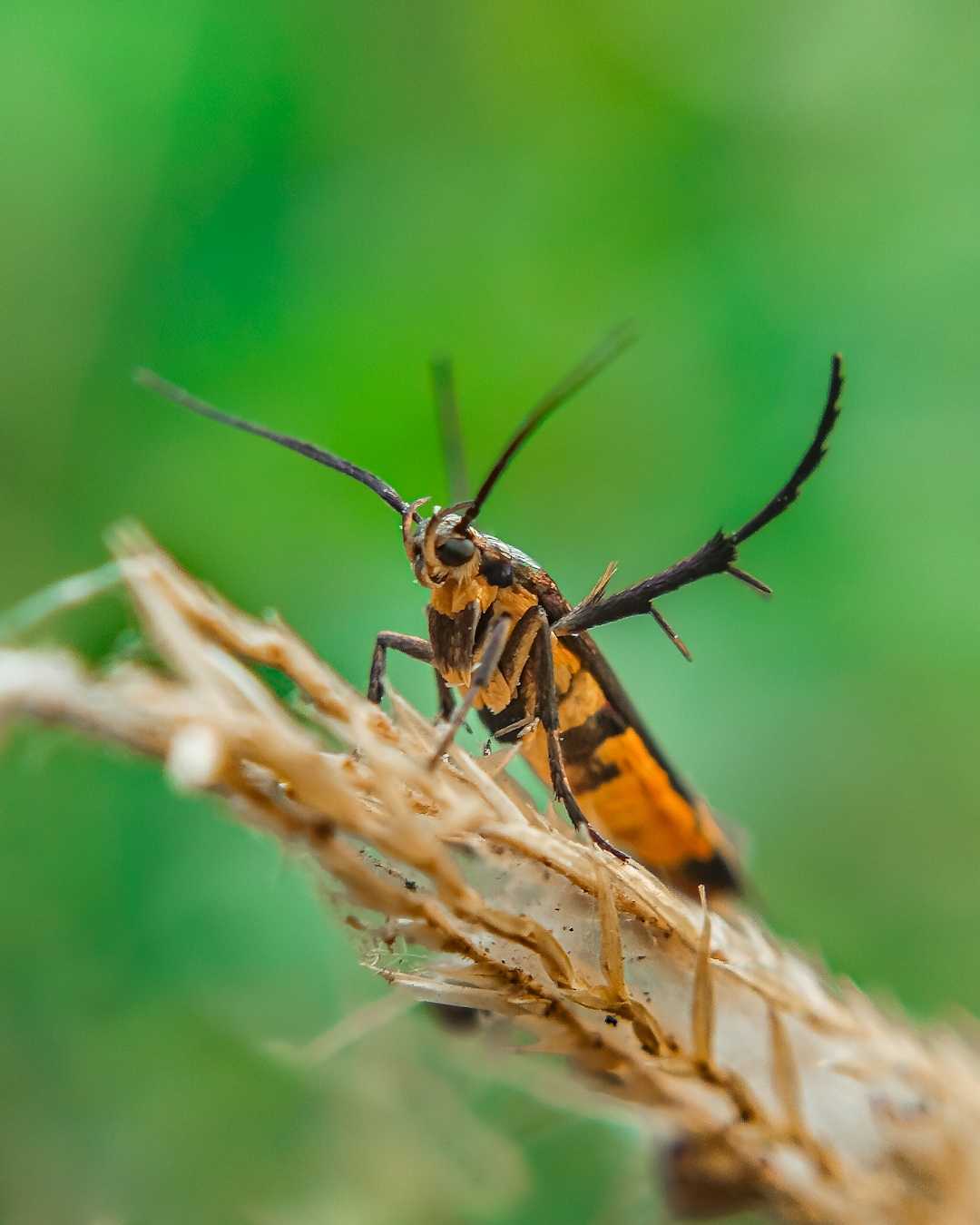 Moth (Eretmocera impactella)