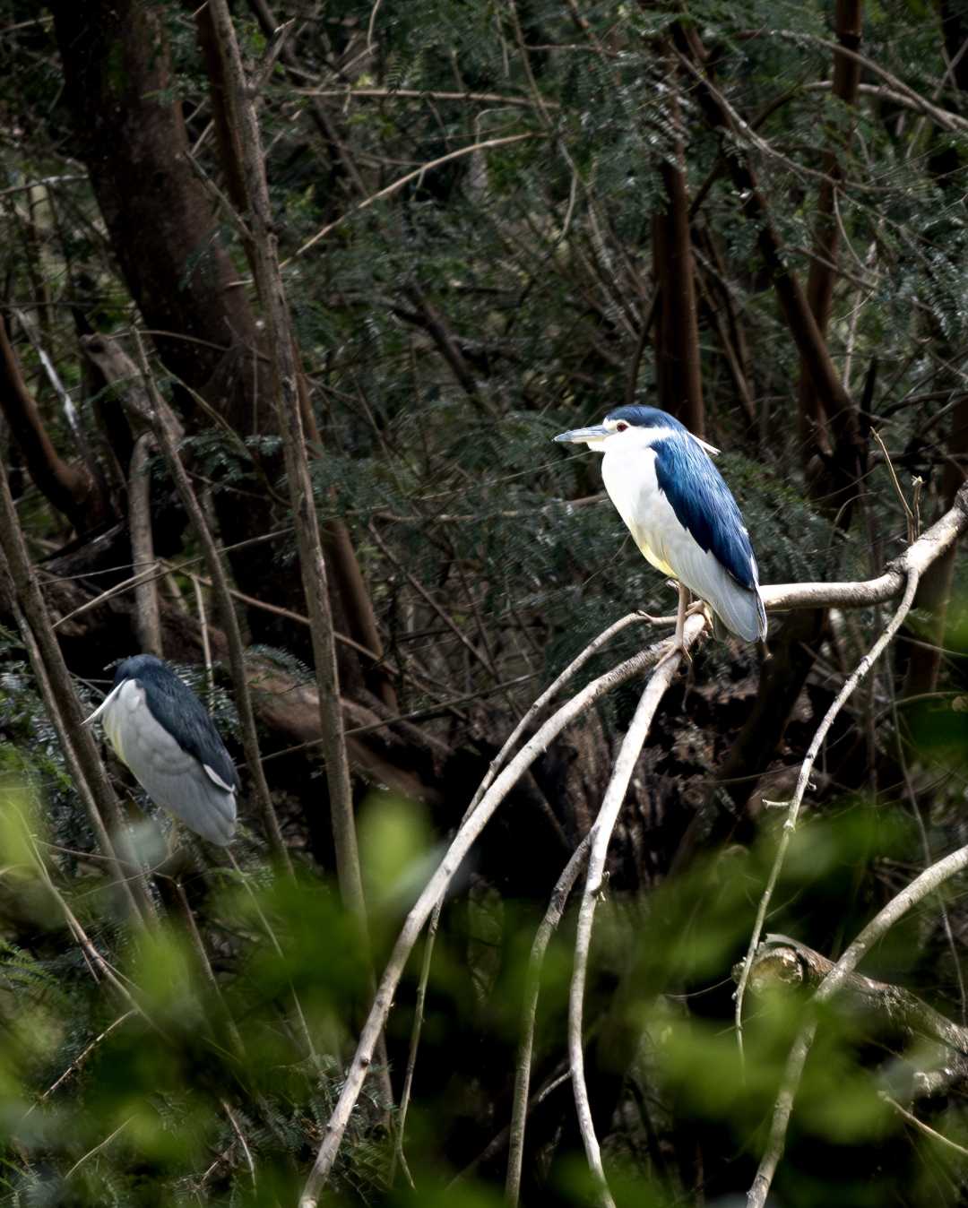 Black-crowned night Heron 