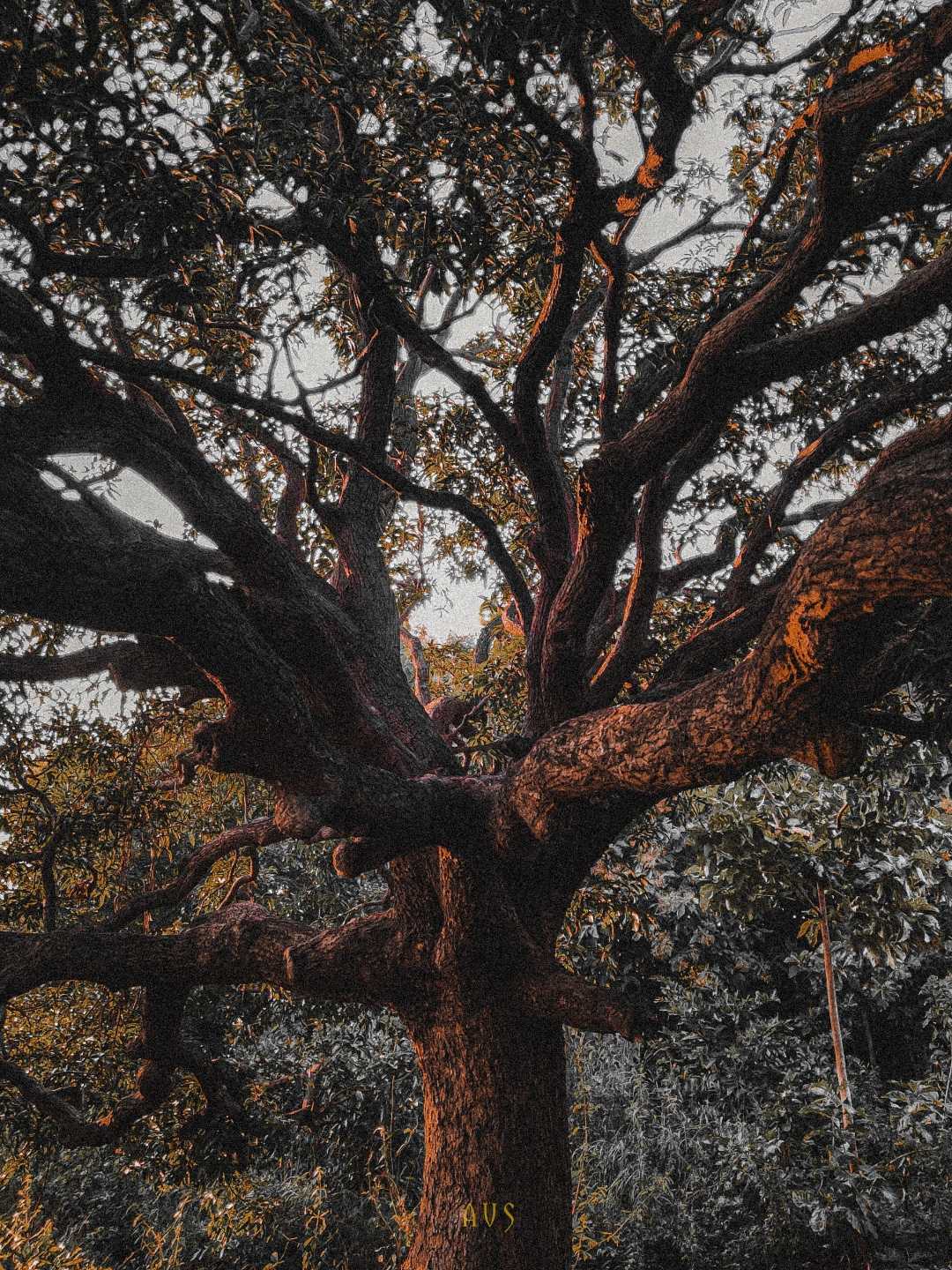 NATURE 