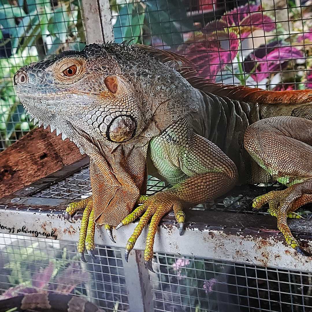Iguana Hijau