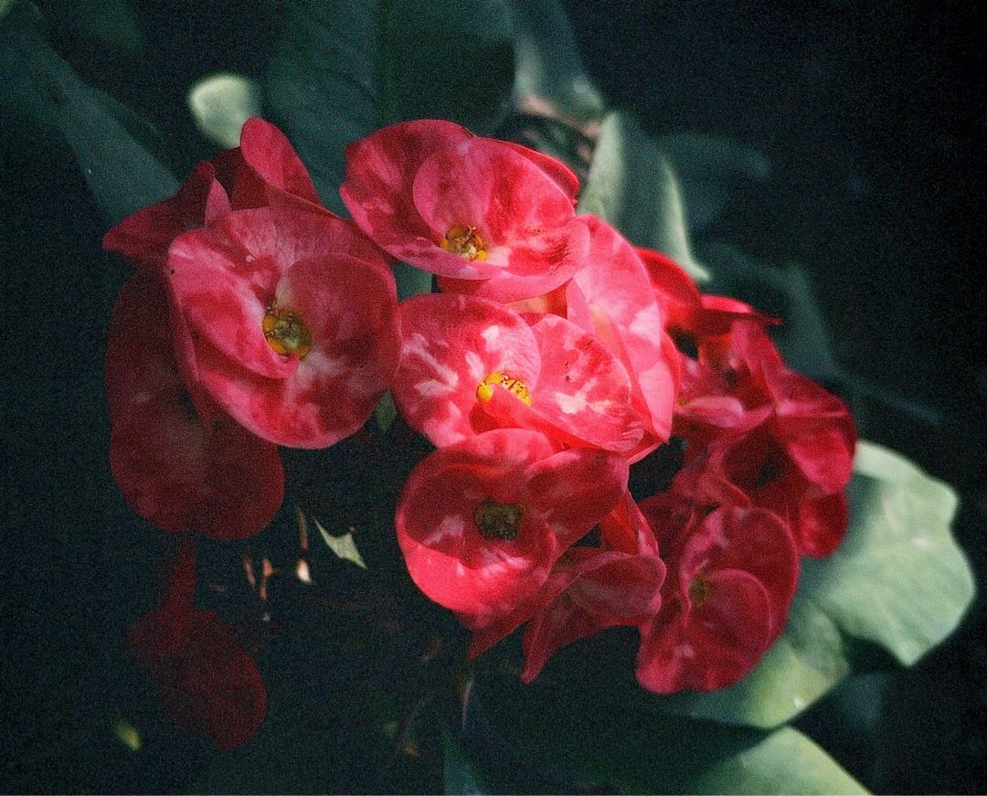 Crown-of-thorns