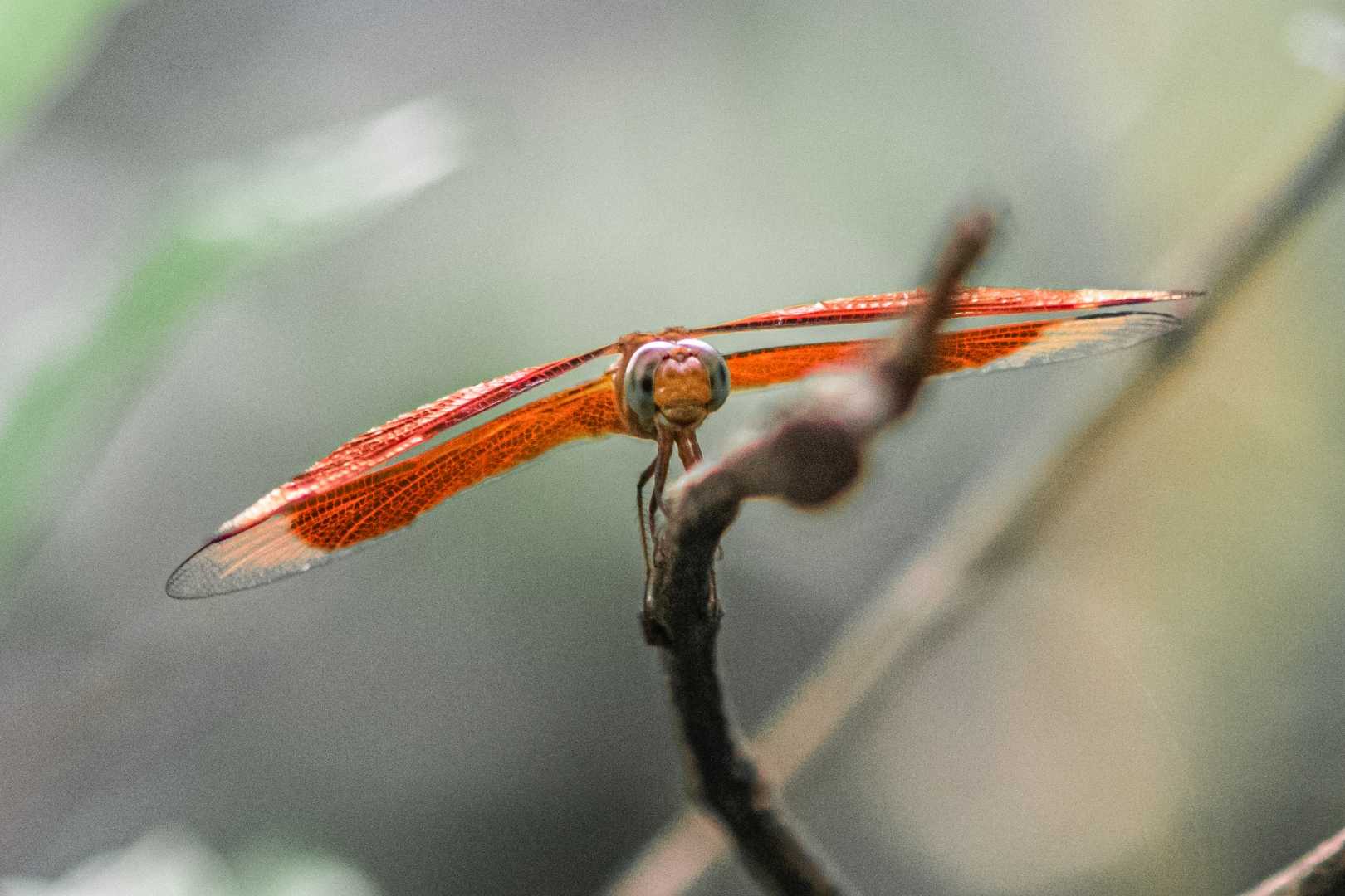Dragon Fly