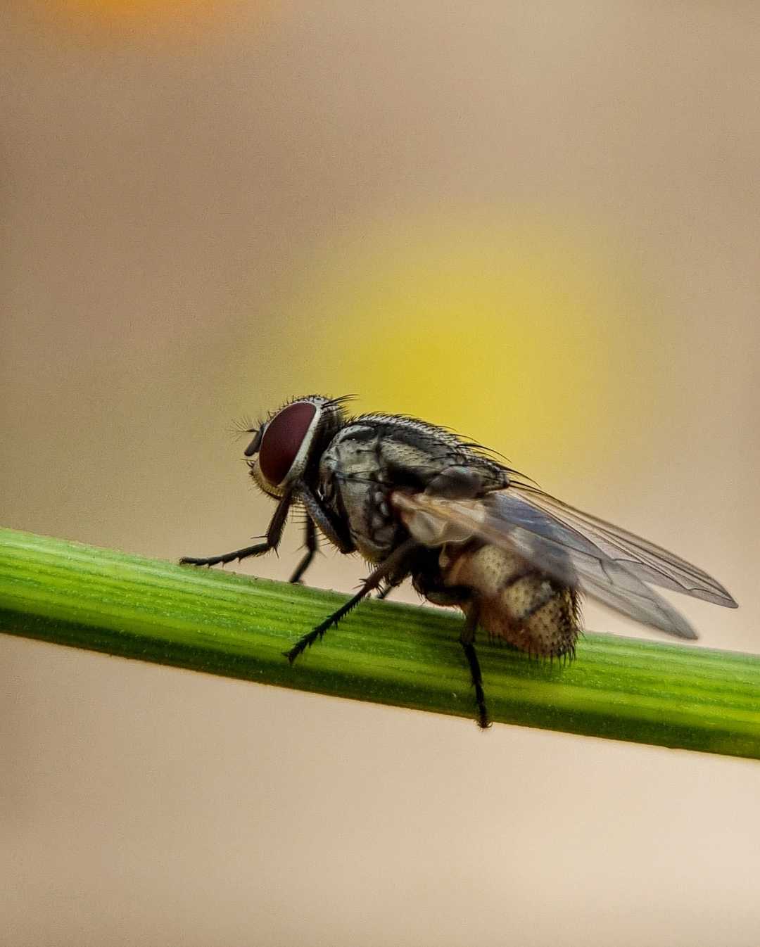 House Fly