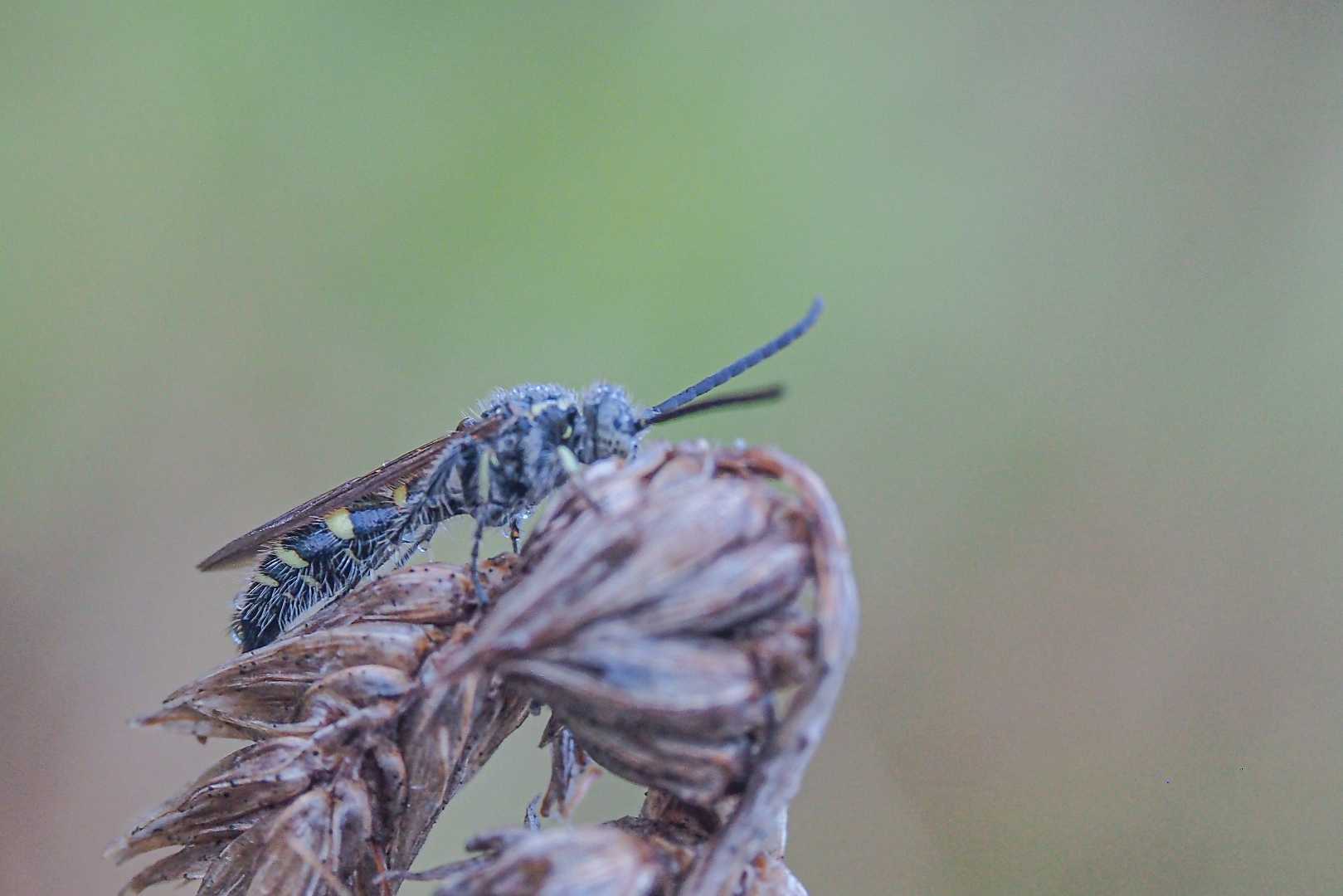tawon scoliid