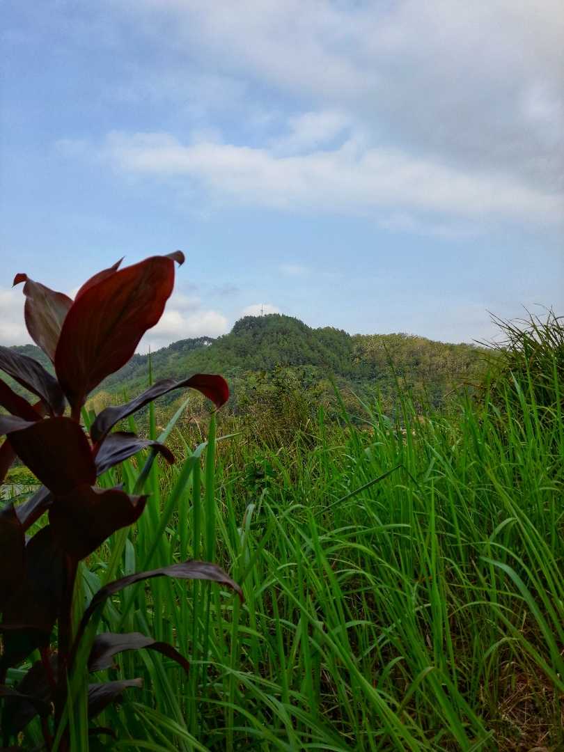 Green hills