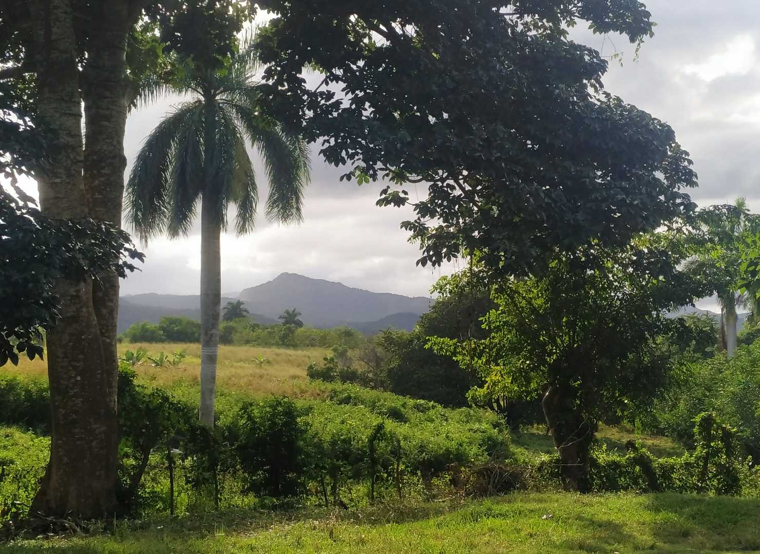 Campos de Cuba