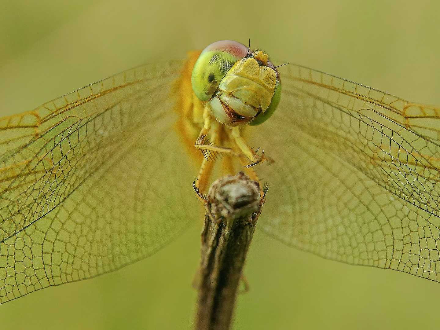cute smiles of dragonfly