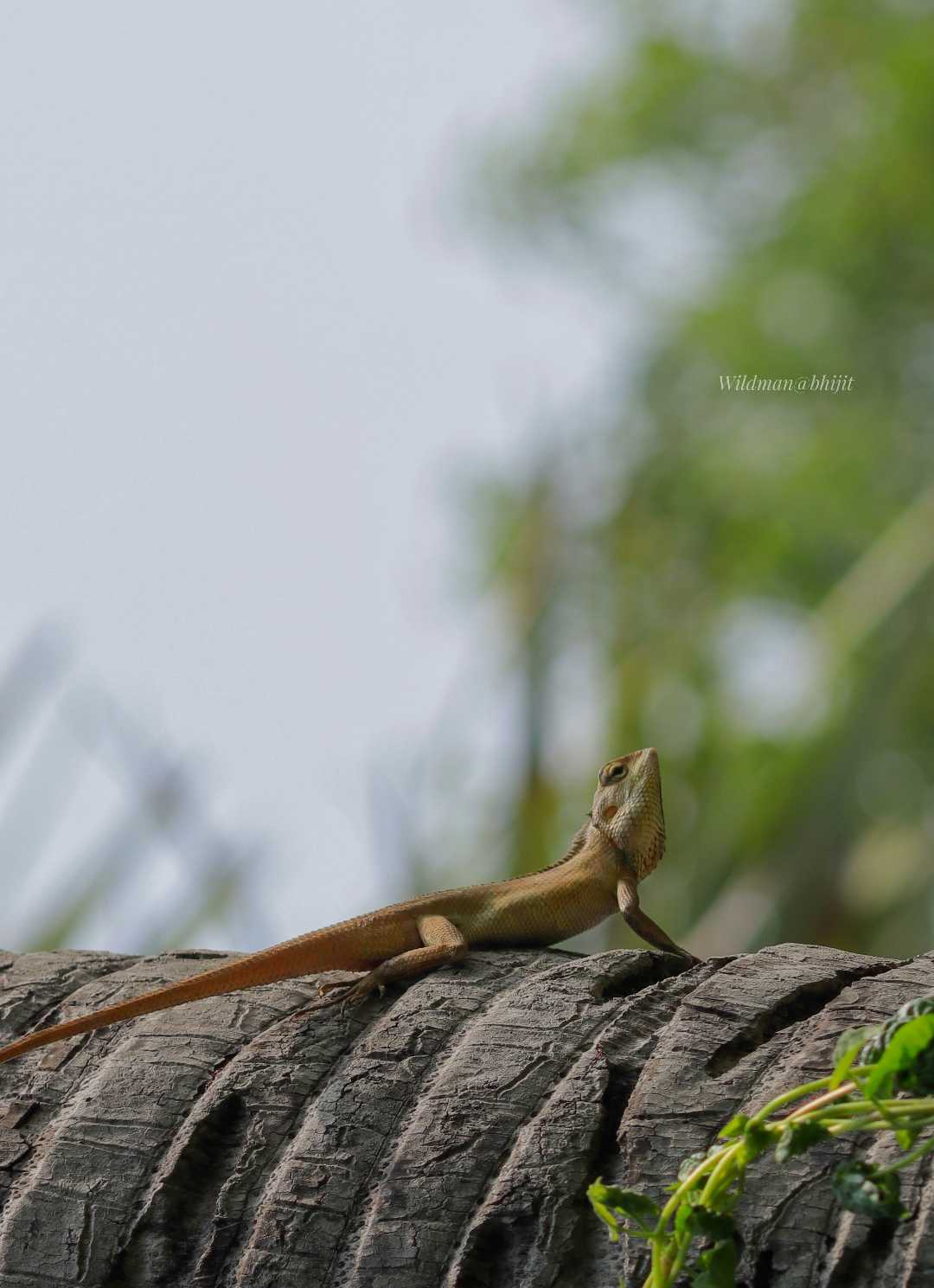 Wild Animals 
