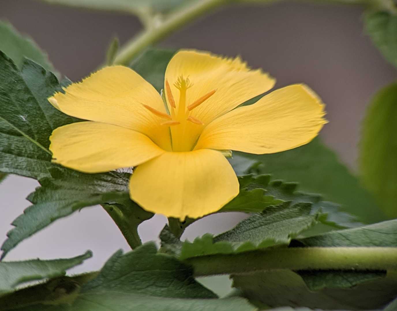 Damiana 