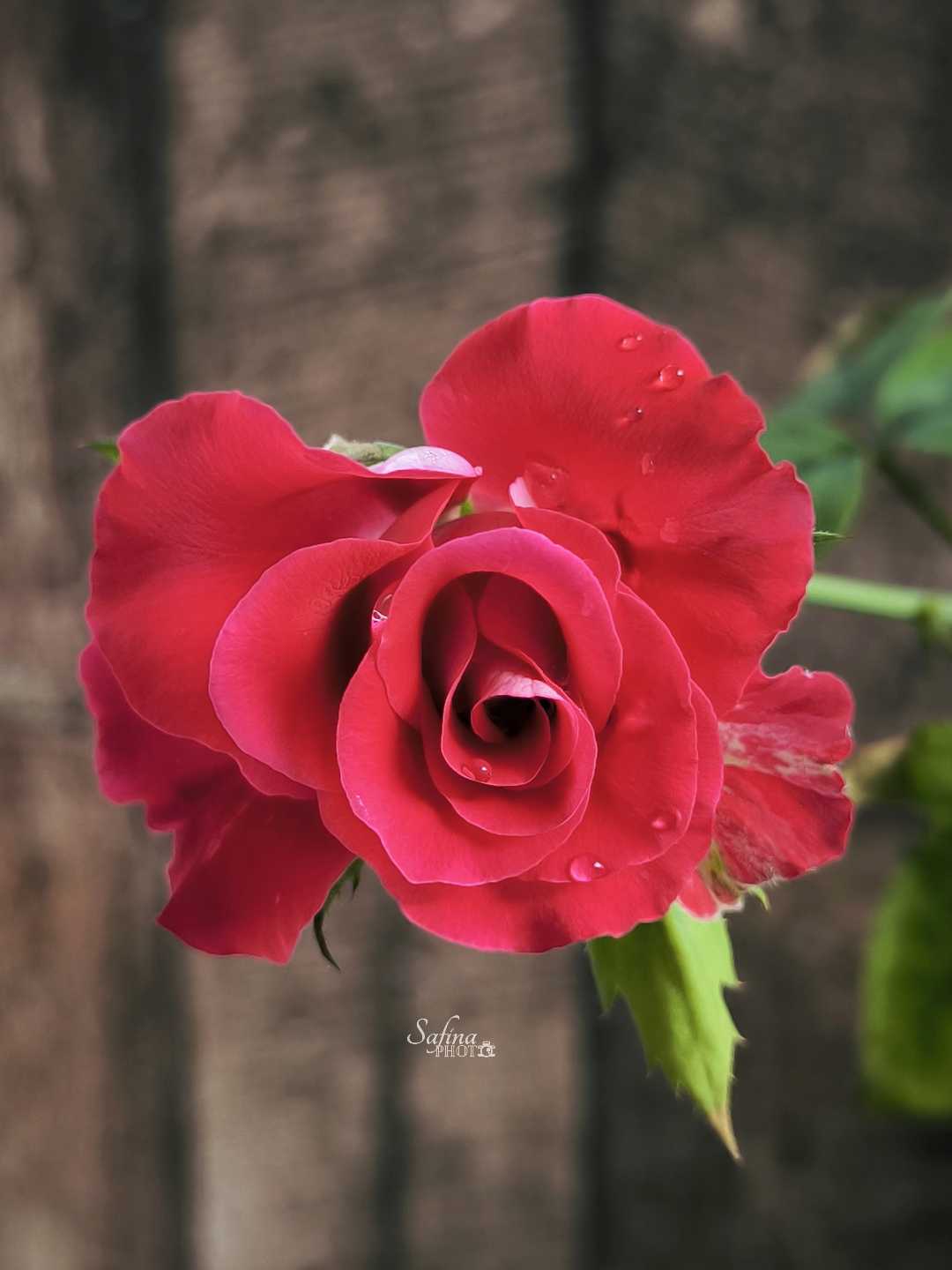 Mawar merah 