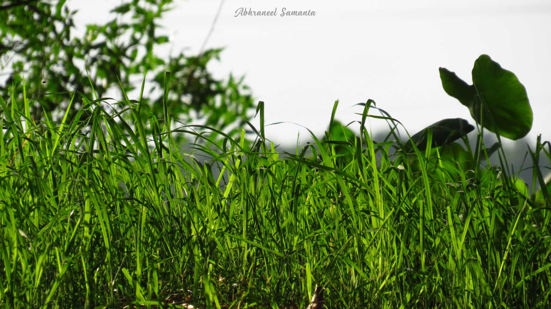 The Grass roots